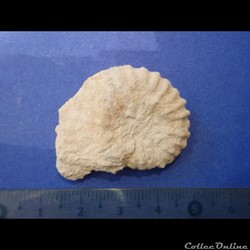 Mantelliceras mantelli
