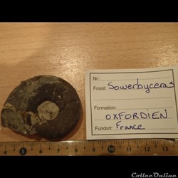 Sowerbyceras