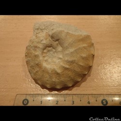 Schloenbachia varians