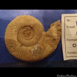 Perisphinctes sp.