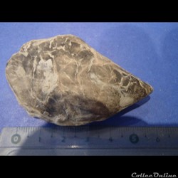 Isognomon promytliloides