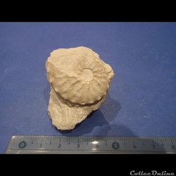 Schloenbachia varians