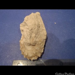 Schloenbachia varians
