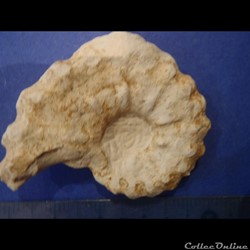 Acanthoceras