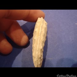 Schloenbachia varians