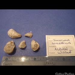 Inoceramus concentricus