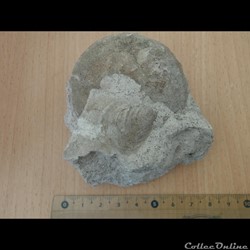 Schloenbachia varians