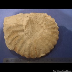 Calycocéras