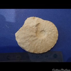Schloenbachia varians
