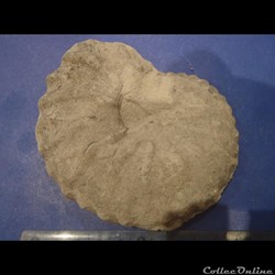 Mantelliceras mantelli