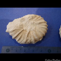 Calycocéras