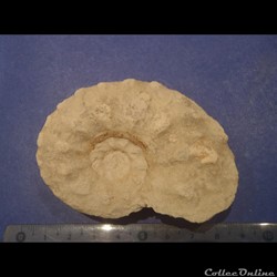Schloenbachia varians