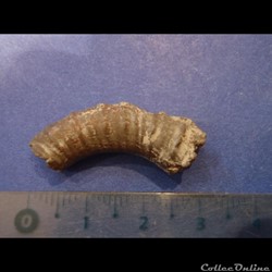Ammonite hétéromorphe indéterminée