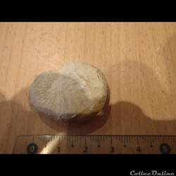 Scaphites aequalis