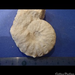 Schloenbachia varians