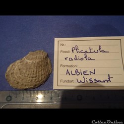 Plicatula radiola 4