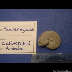 Sowerbyceras