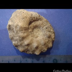 Schloenbachia varians
