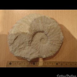 Schloenbachia varians