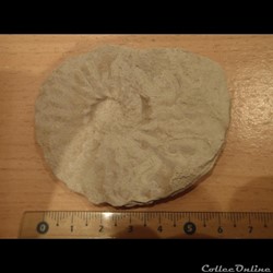 Schloenbachia varians