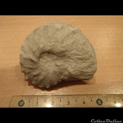 Schloenbachia varians