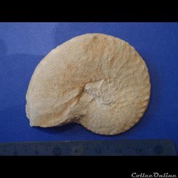 Schloenbachia varians