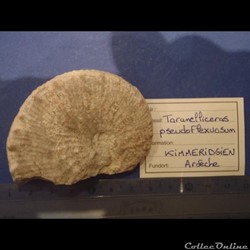 taramellicéras pseudoflexuosum
