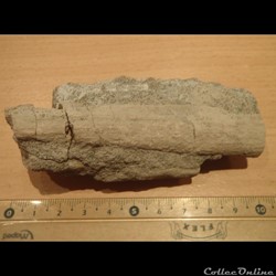 Fragments d'os indéterminé