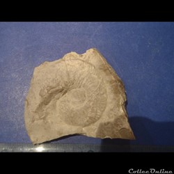 Schloenbachia varians