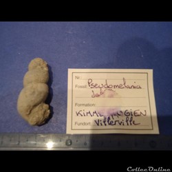 Pseudomelania delia