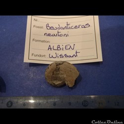 Beudanticeras newtoni