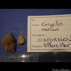 Encyclus meriani