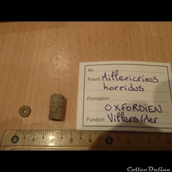 Millericrinus horridus