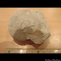 Cymatoceras