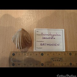 Burmirhynchia decorata
