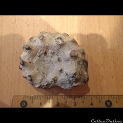 Ammonite indéterminée 6