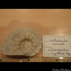 Schloenbachia varians