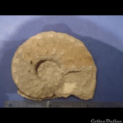 Schloenbachia varians