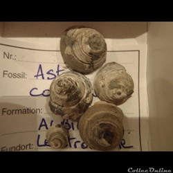 Semisolarium conoideum