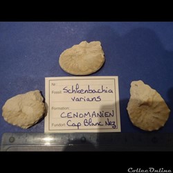 Schloenbachia varians
