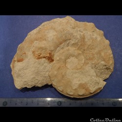 Schloenbachia varians
