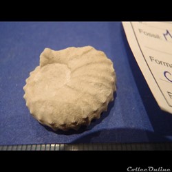 Mantelliceras mantelli