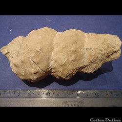 Turrilites sp.
