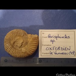 Perisphinctes sp.