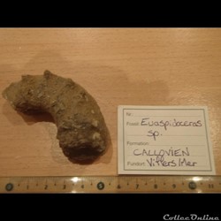 Euaspidoceras sp.