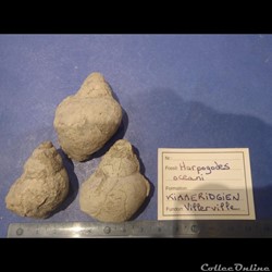 Harpagodes oceani