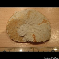 Schloenbachia varians