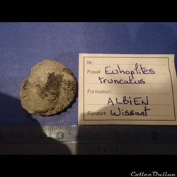 Euhoplites truncatus