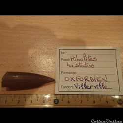 Hibolites hastatus