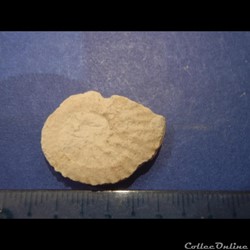 Schloenbachia varians